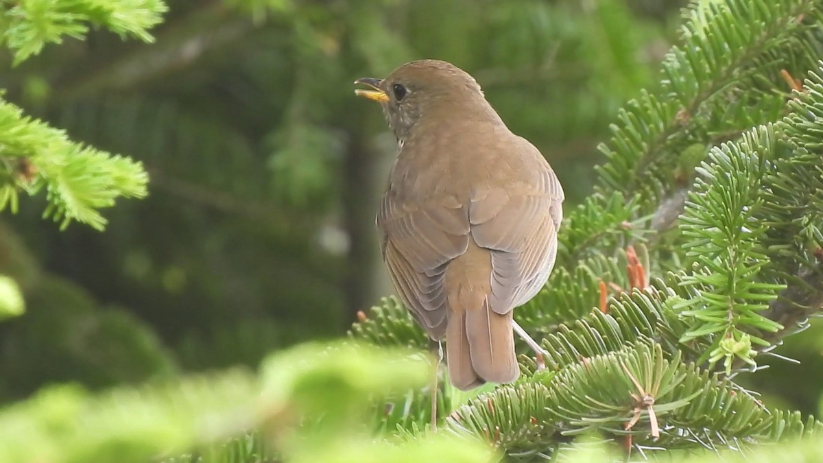 Bicknell's Thrush - ML620362803