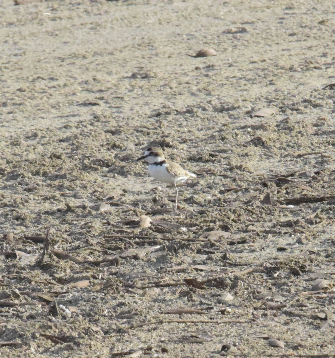Collared Plover - ML620362814