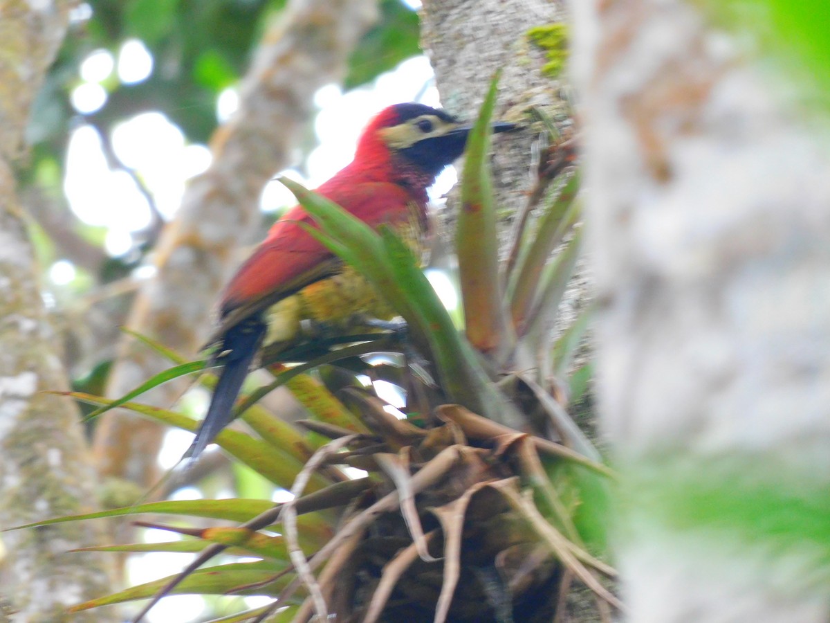Crimson-mantled Woodpecker - ML620362826
