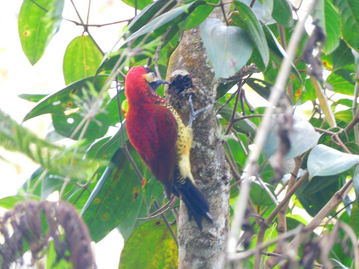 Crimson-mantled Woodpecker - ML620362827