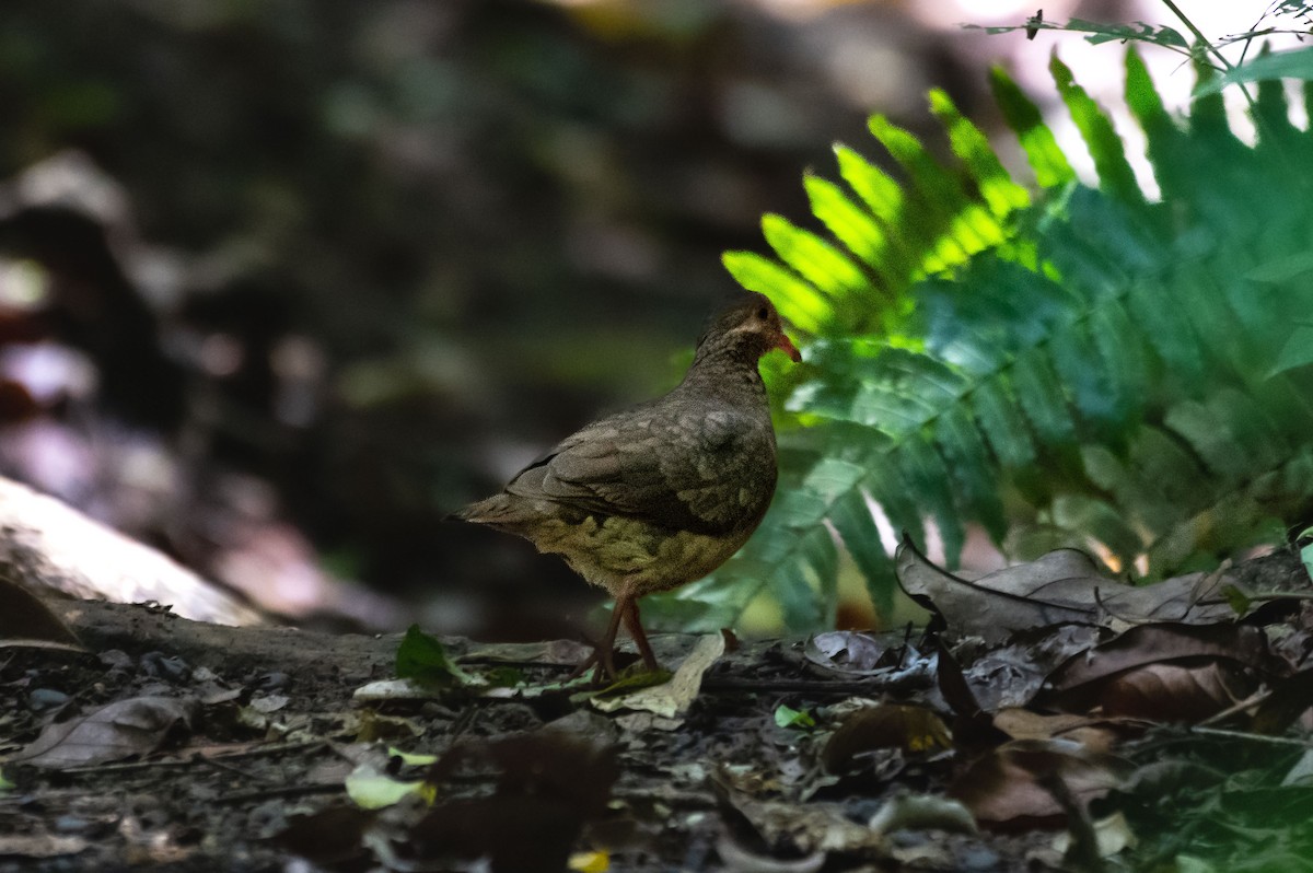 Ruddy Quail-Dove - ML620362830