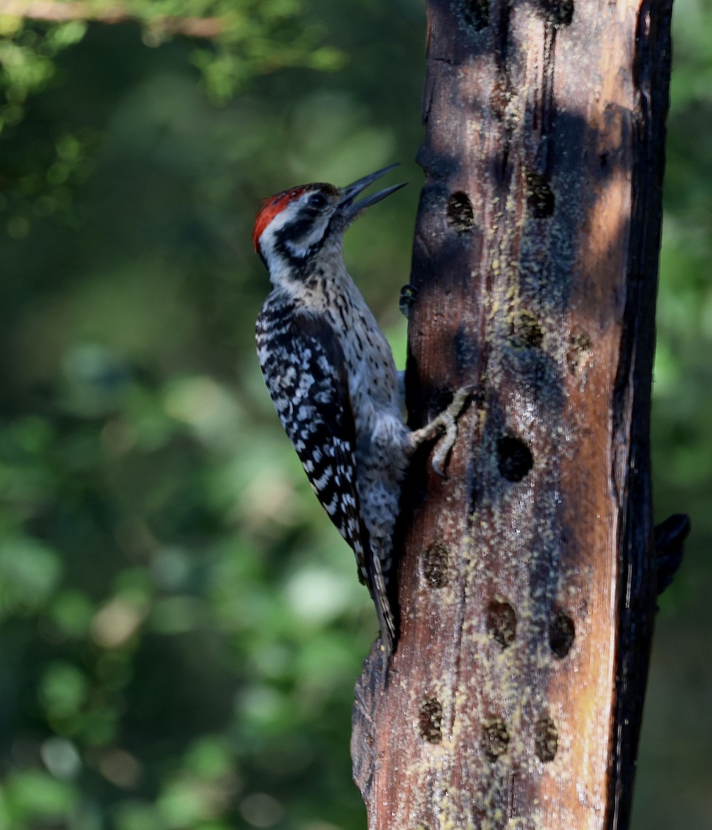 Ladder-backed Woodpecker - ML620362849