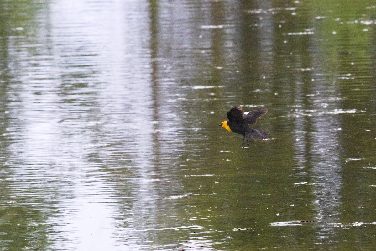 Yellow-headed Blackbird - ML620362851