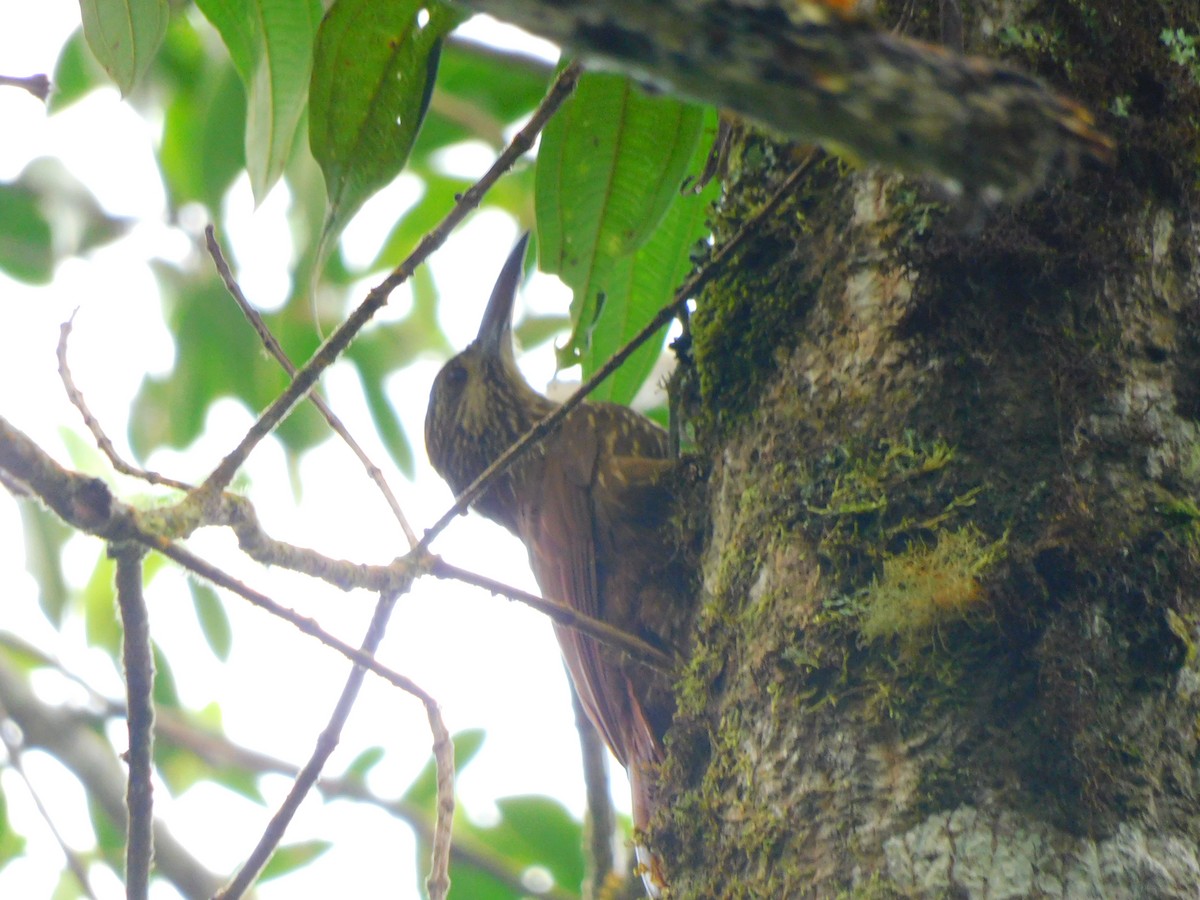 Strong-billed Woodcreeper - ML620362853