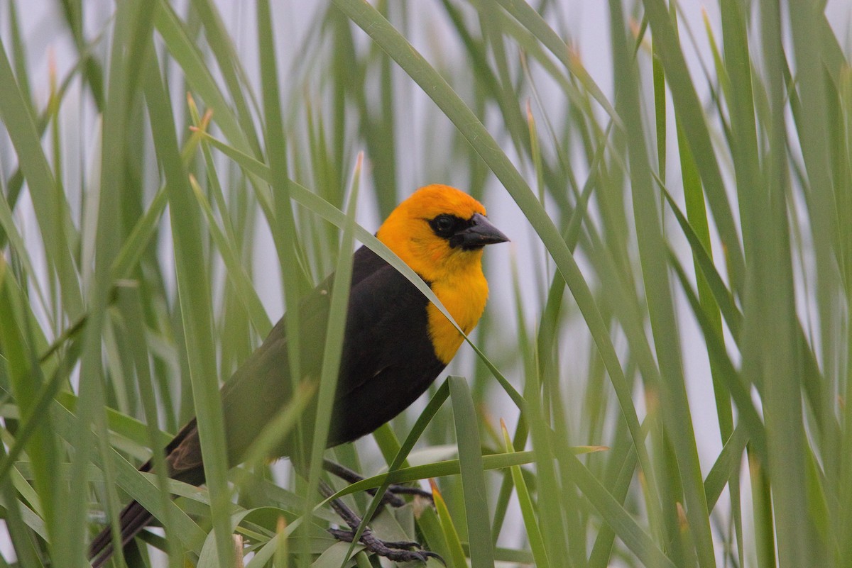 Yellow-headed Blackbird - ML620362854