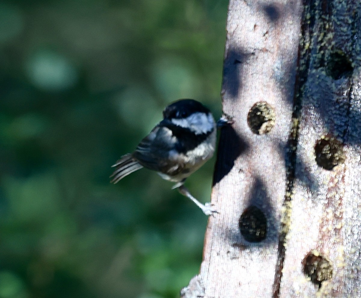 Carolina Chickadee - ML620362857