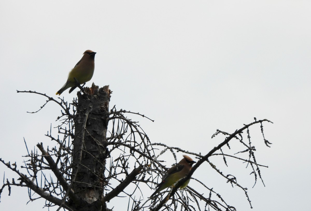 Cedar Waxwing - ML620362861