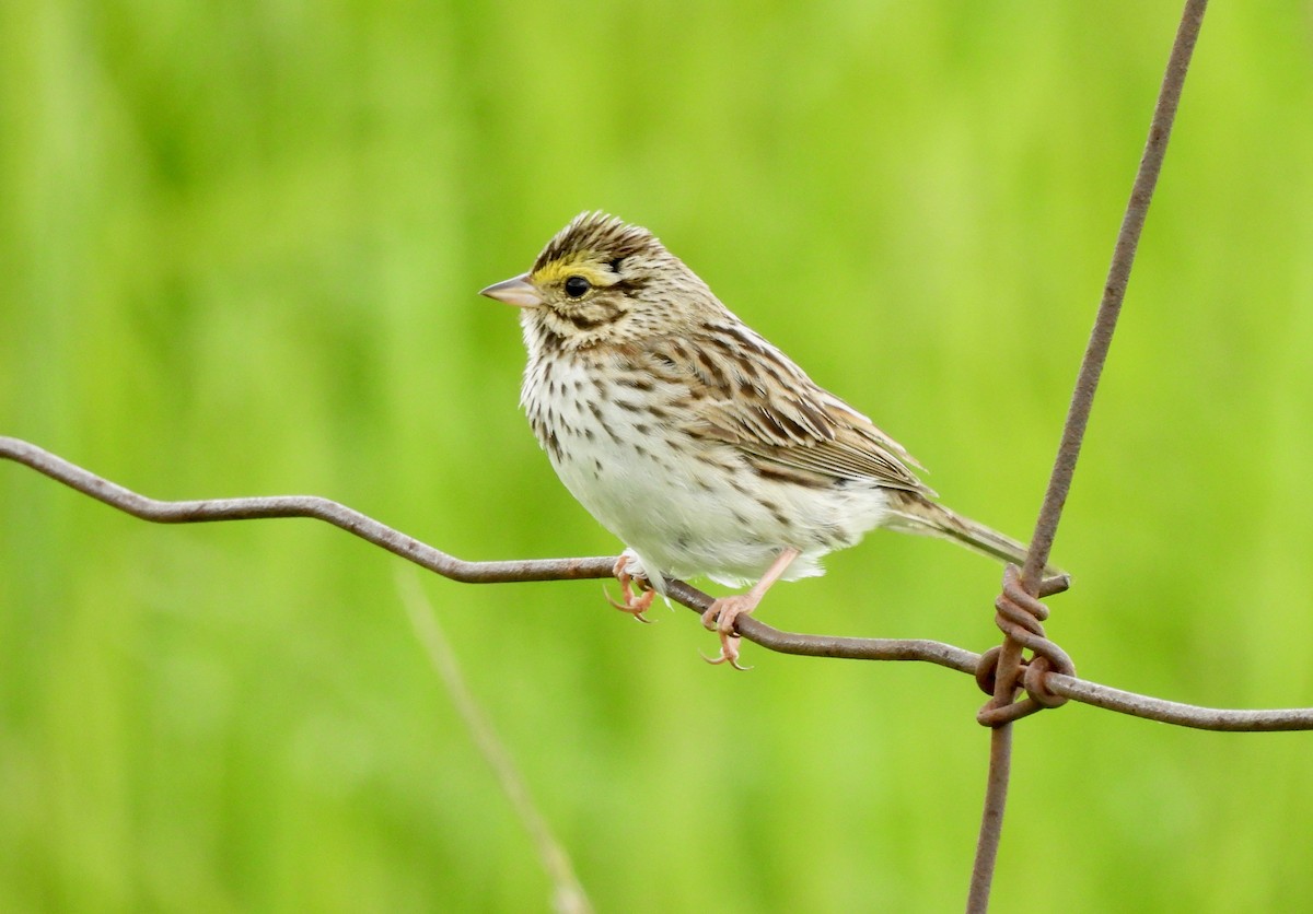Savannah Sparrow - ML620362892