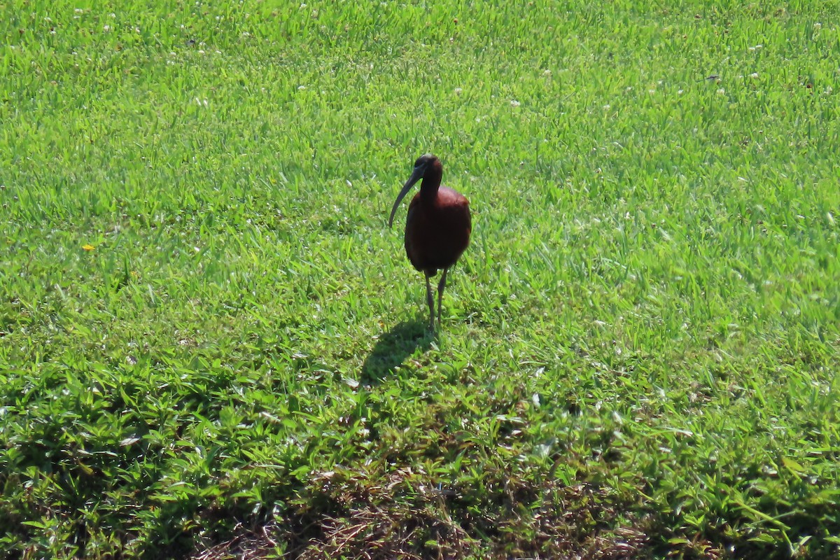 Glossy Ibis - Kevin Christman