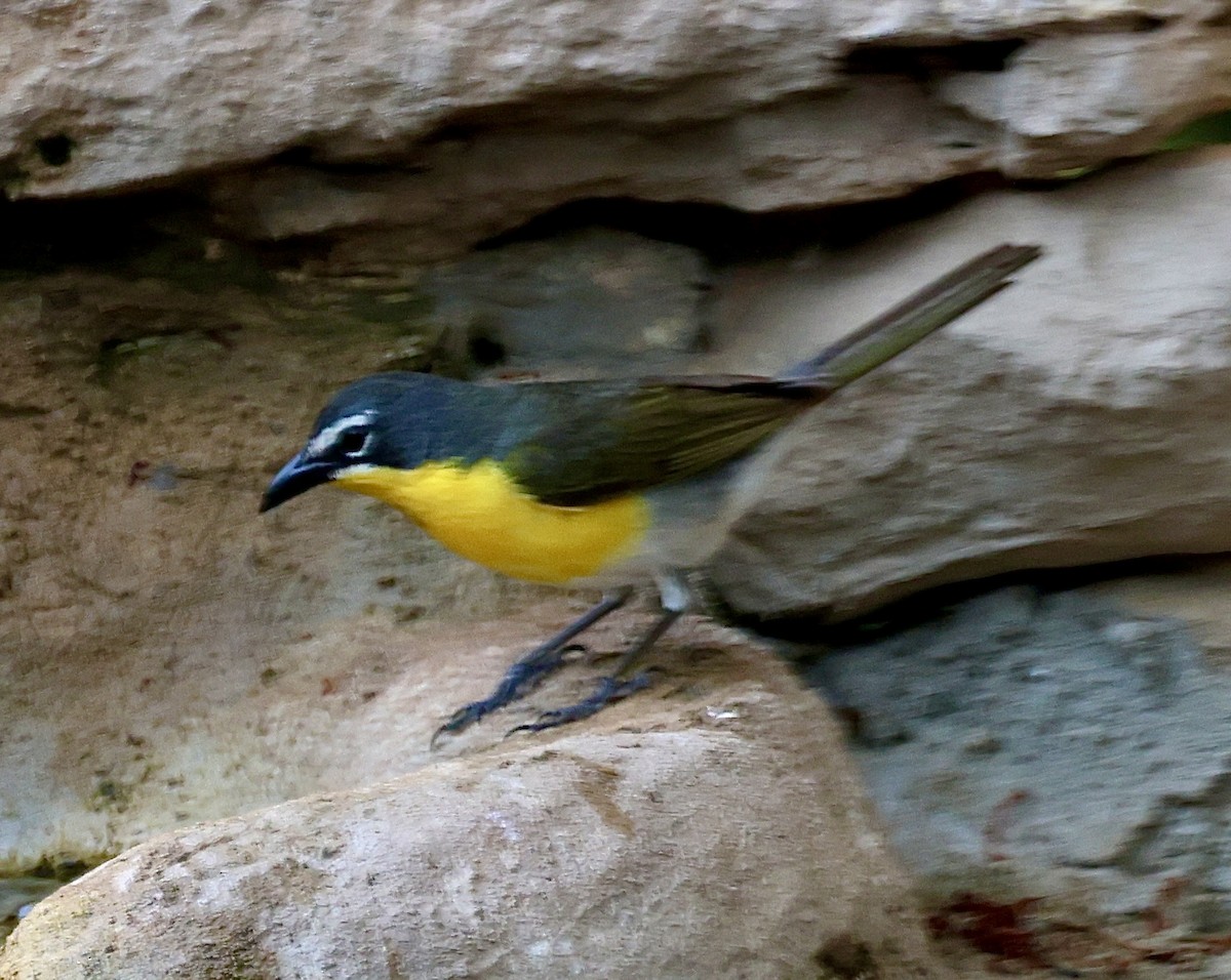 Yellow-breasted Chat - ML620362899