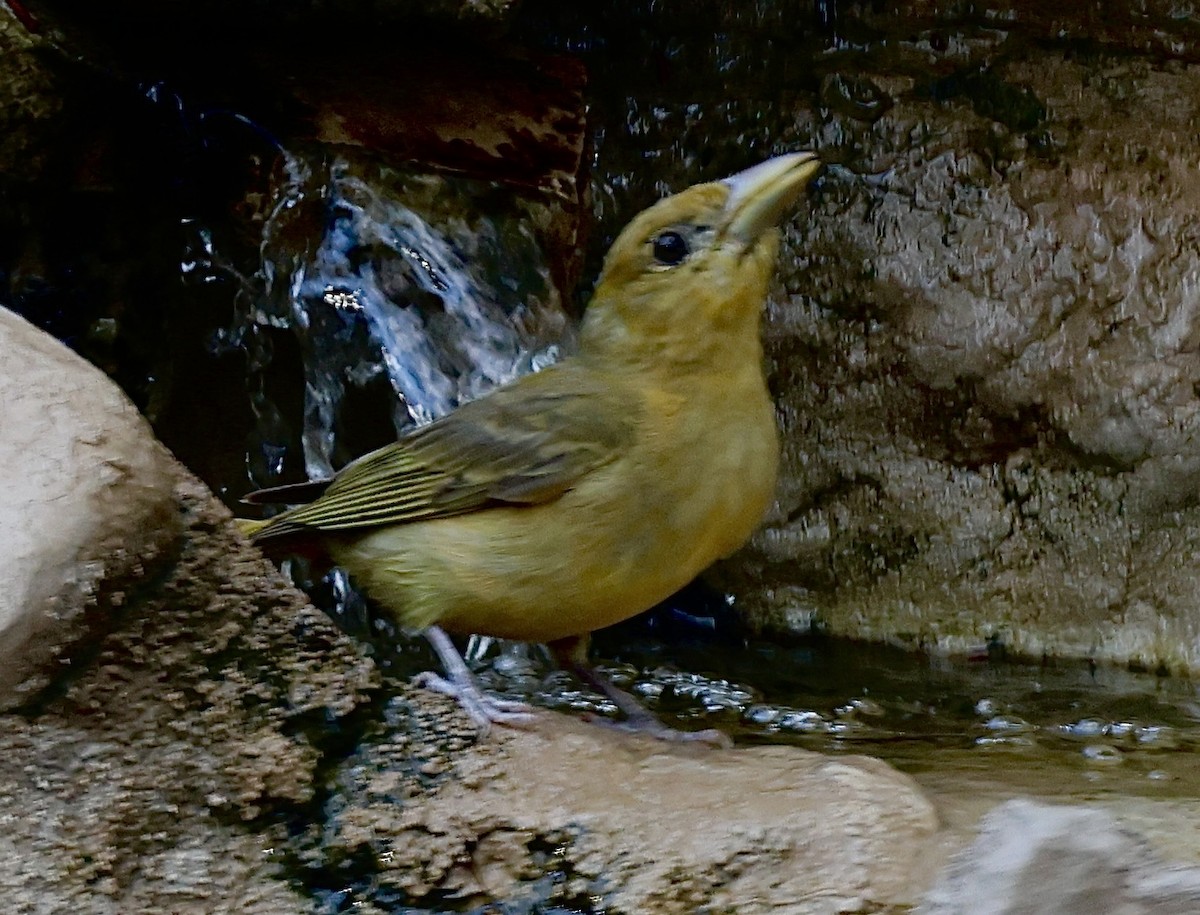 Summer Tanager - ML620362913