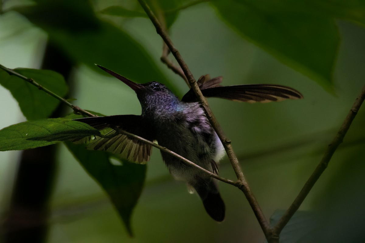 Charming Hummingbird - ML620362915