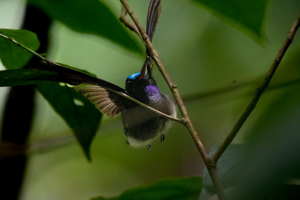 Charming Hummingbird - ML620362916