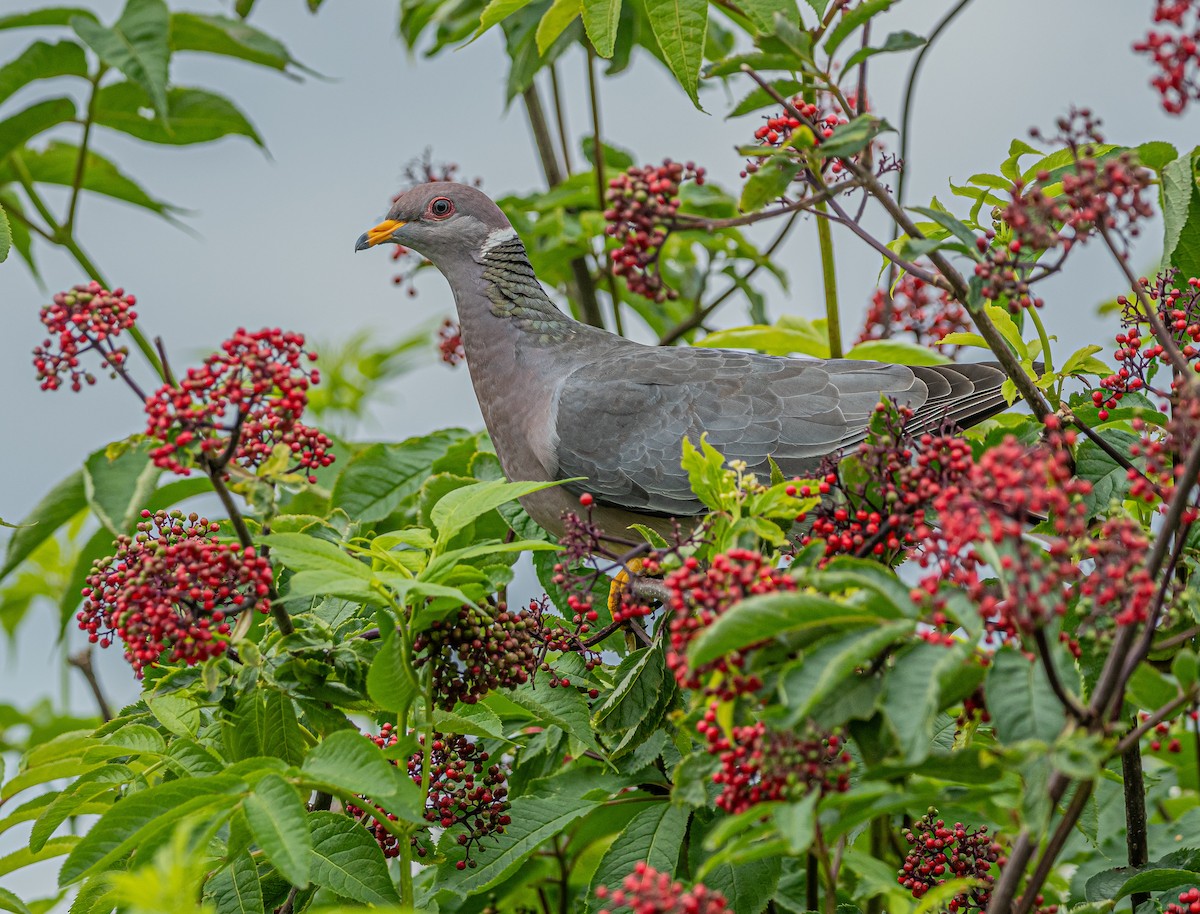 Band-tailed Pigeon - ML620362919