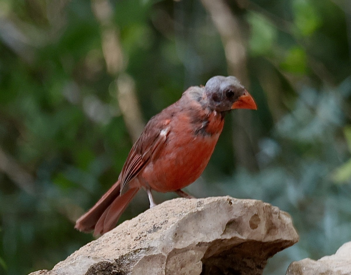 Cardinal rouge - ML620362928
