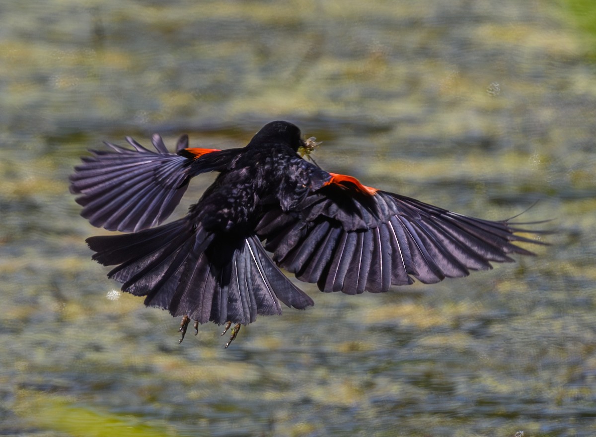 Red-winged Blackbird - ML620362939