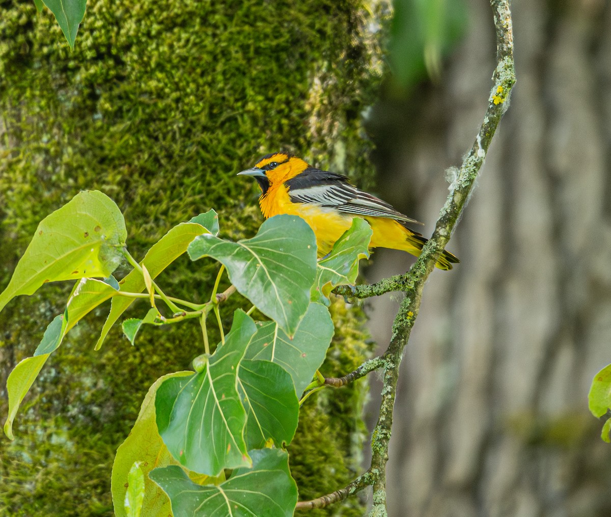 Oriole de Bullock - ML620362954