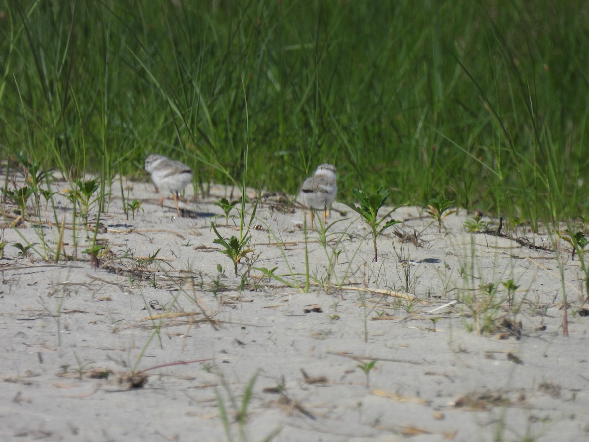 Piping Plover - ML620362967