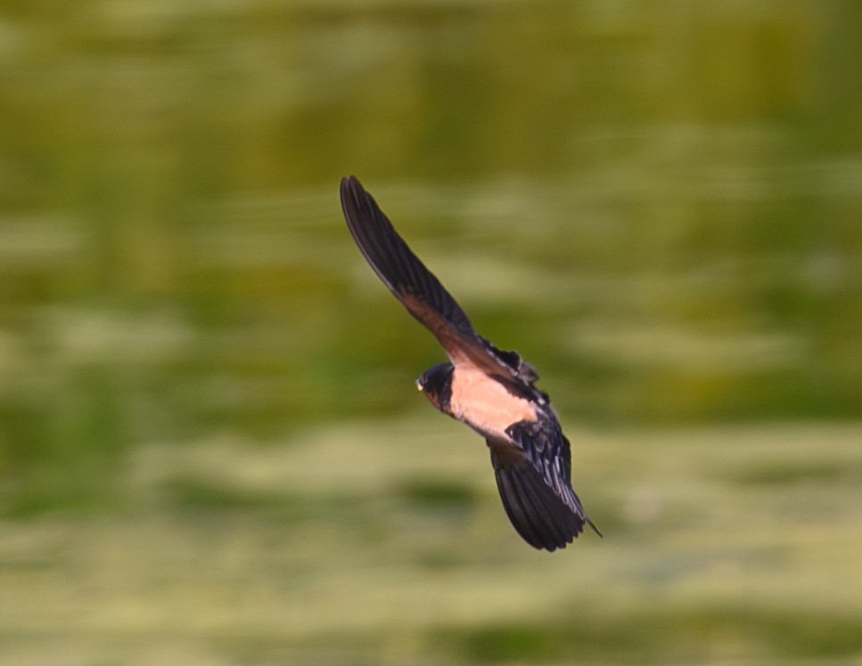 Barn Swallow - ML620362968