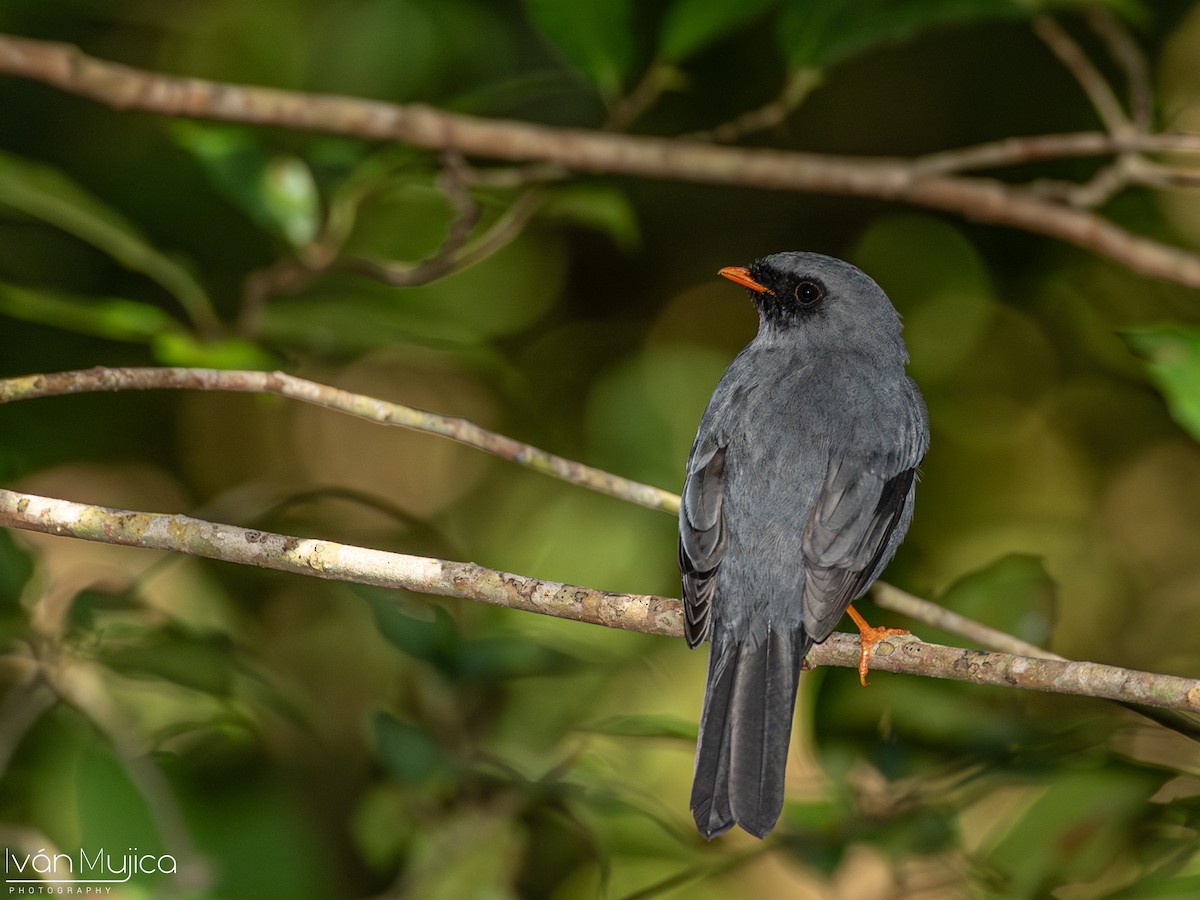 Black-faced Solitaire - ML620362998