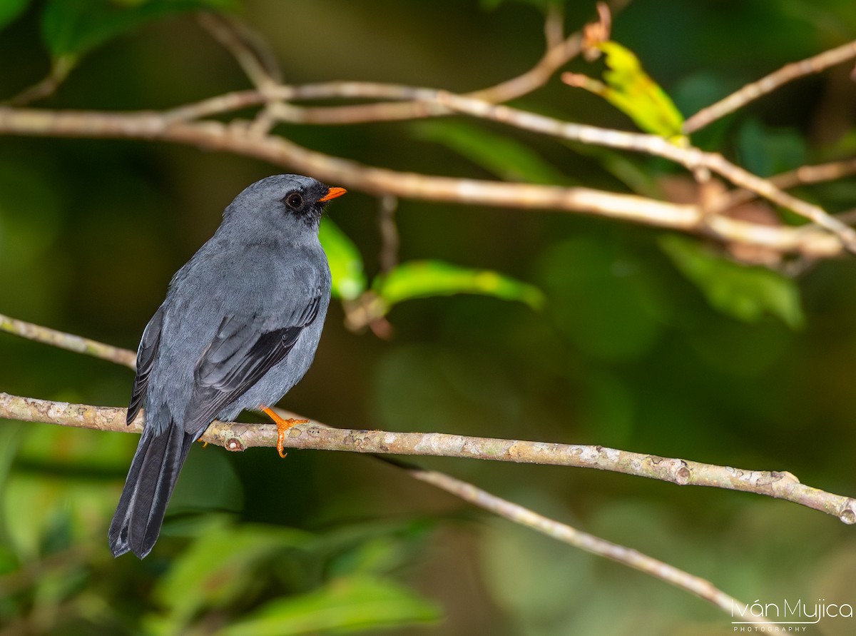 Black-faced Solitaire - ML620362999