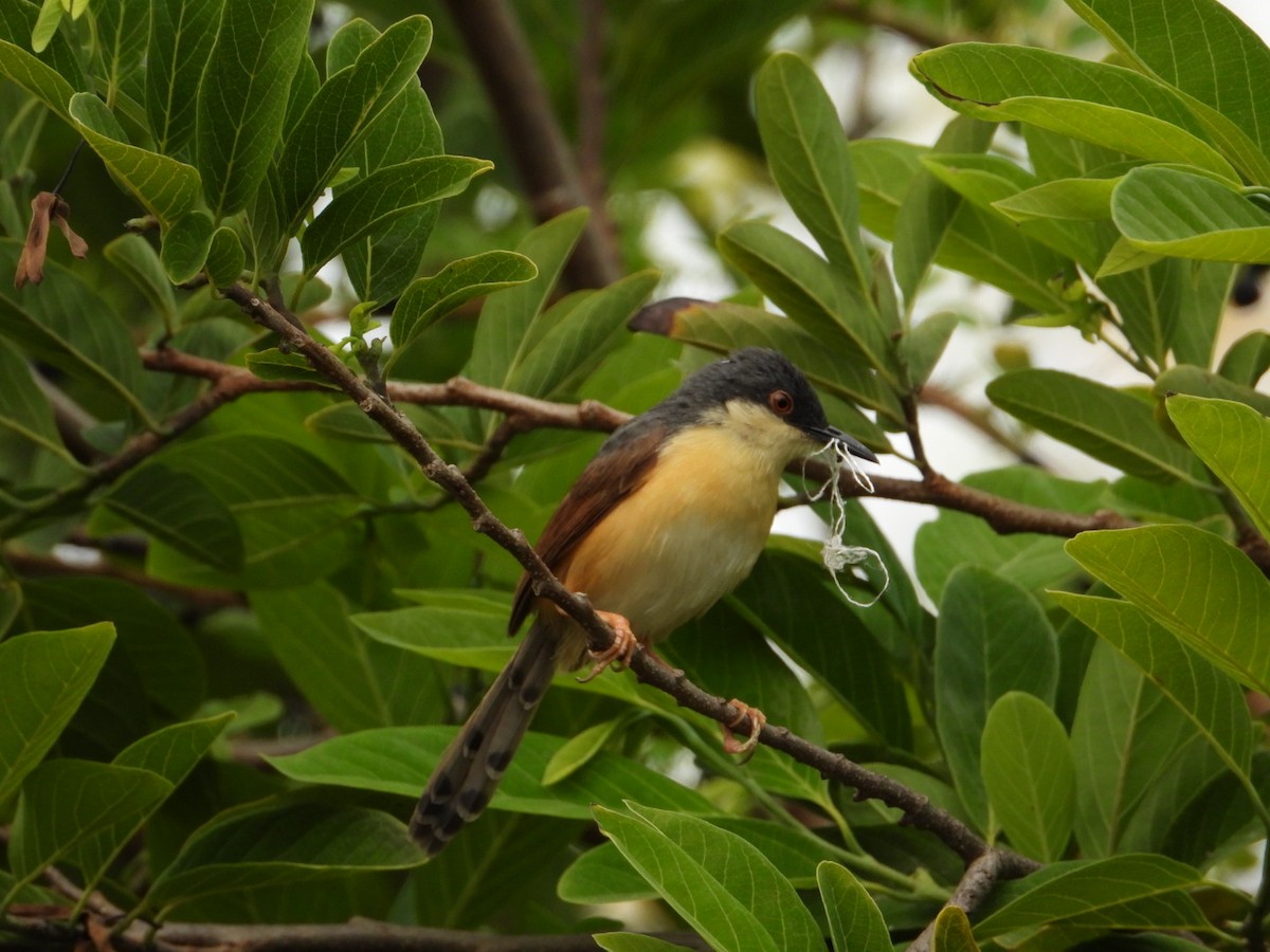 Prinia cendrée - ML620363002