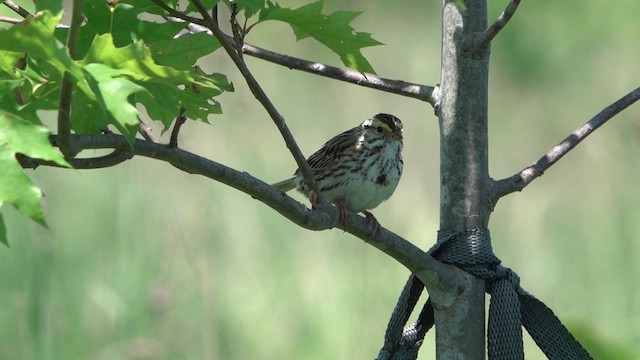 Savannah Sparrow - ML620363009