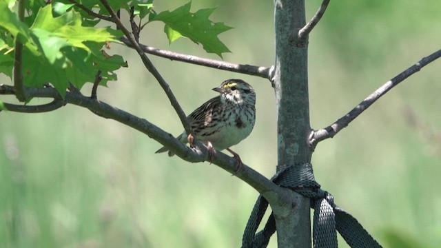 Savannah Sparrow - ML620363010