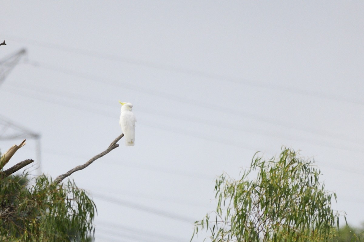 Sulphur-crested Cockatoo - Ken Crawley