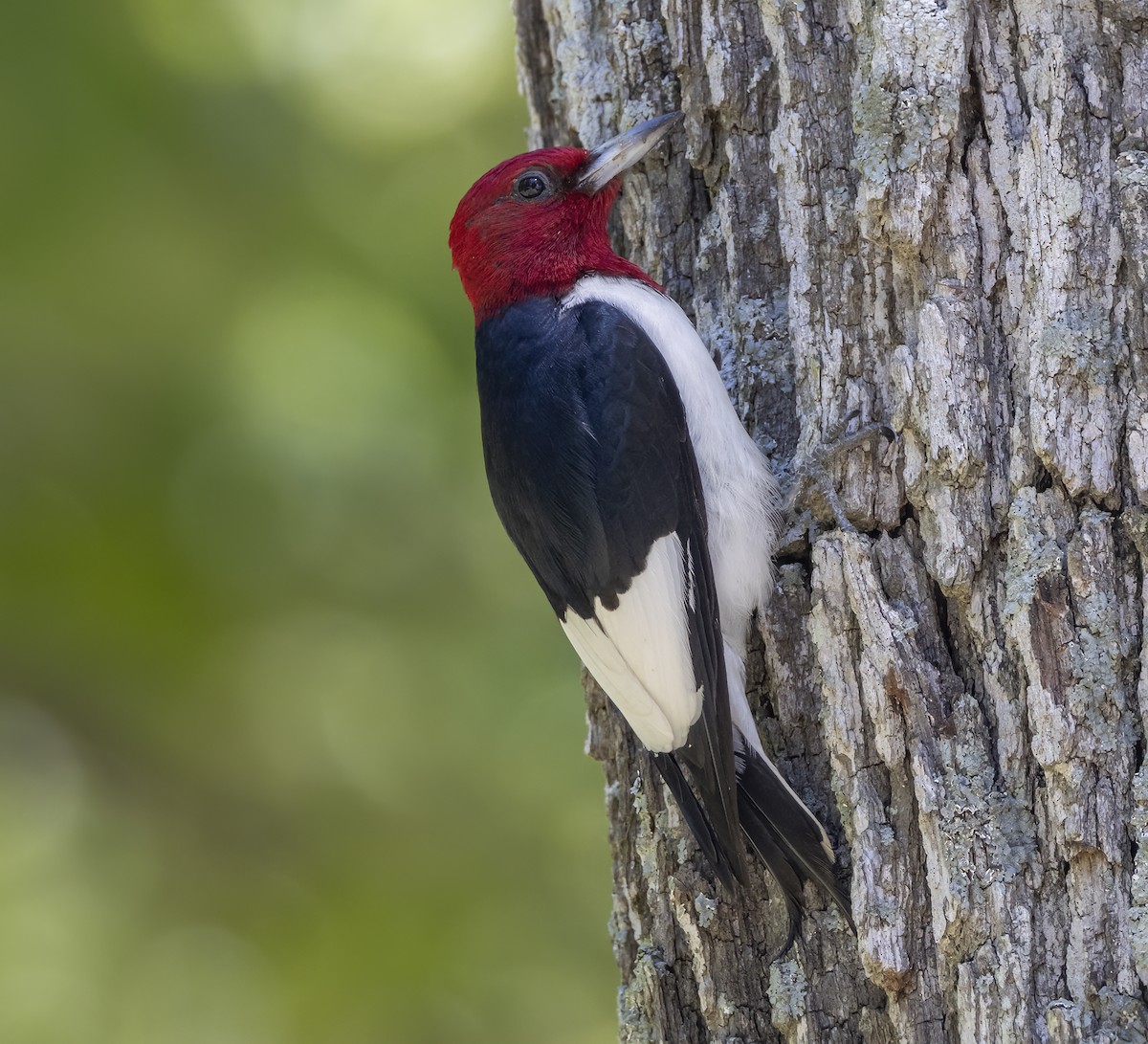 Red-headed Woodpecker - ML620363028