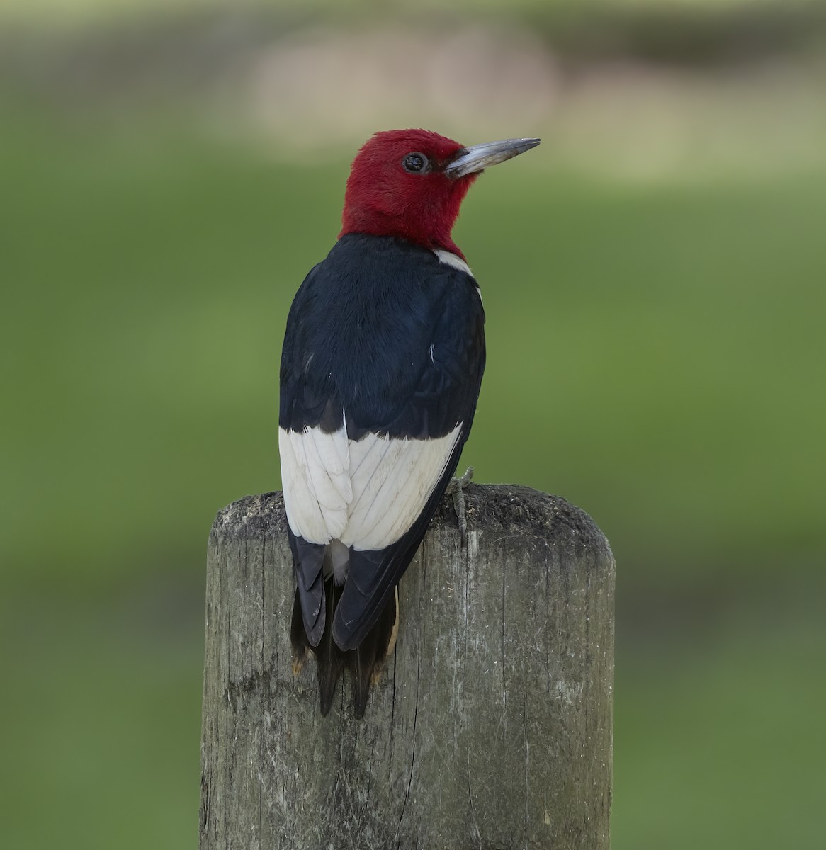 Red-headed Woodpecker - ML620363032
