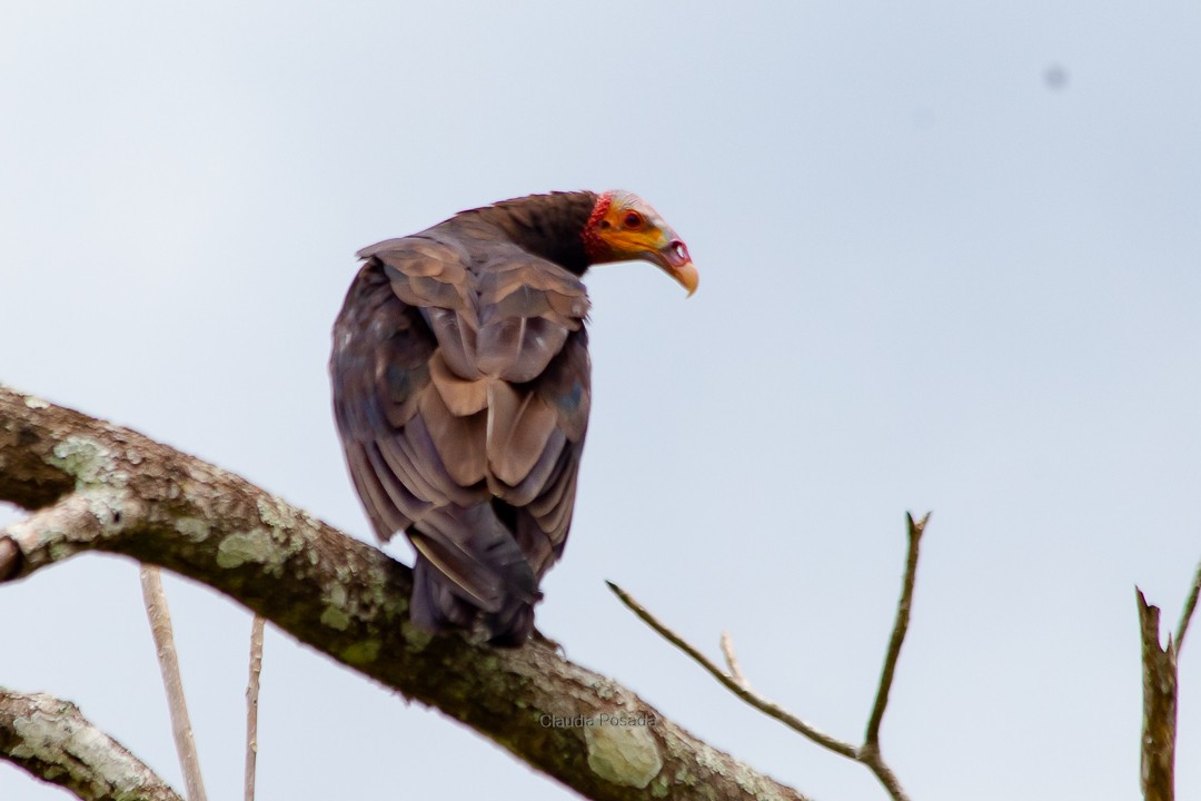 Lesser Yellow-headed Vulture - ML620363040
