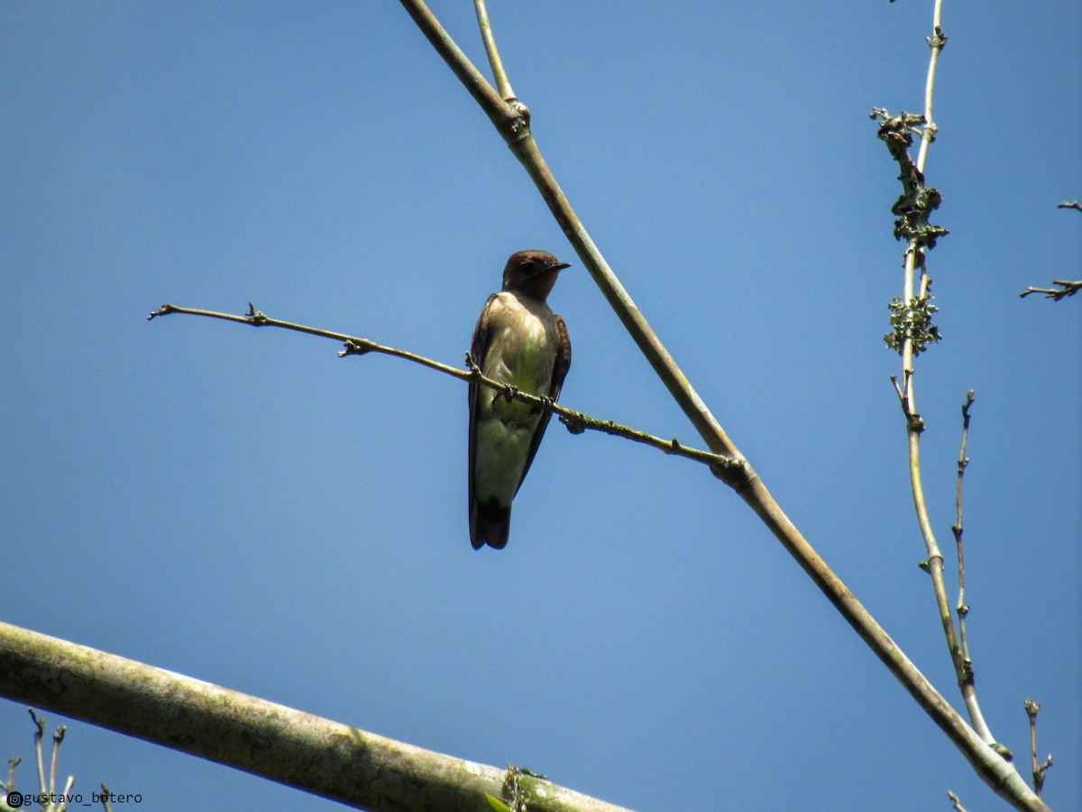 Southern Rough-winged Swallow - ML620363060