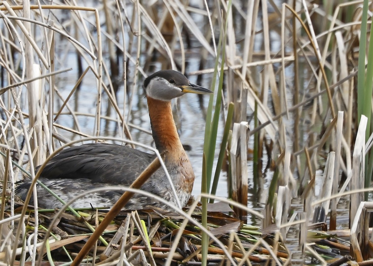 Red-necked Grebe - ML620363067