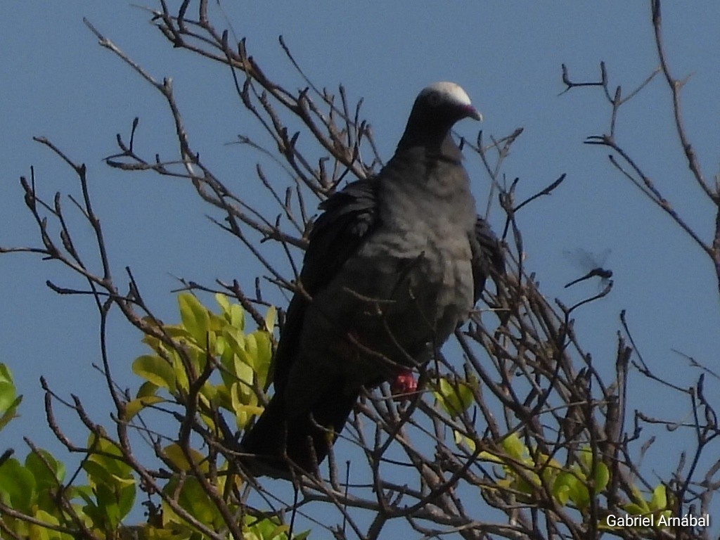 White-crowned Pigeon - ML620363074