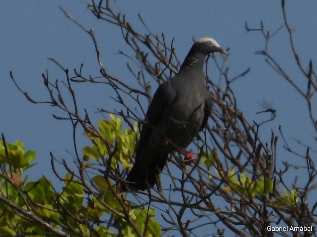 White-crowned Pigeon - ML620363075