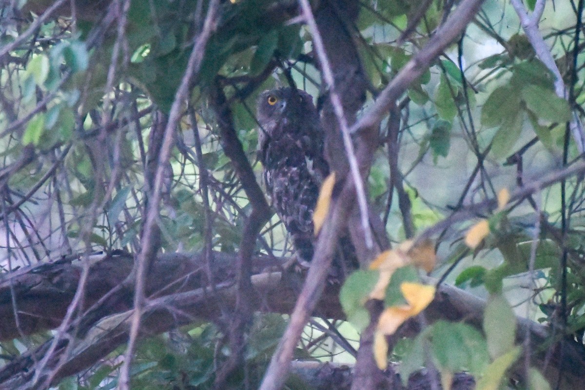 Brown Fish-Owl - ML620363077