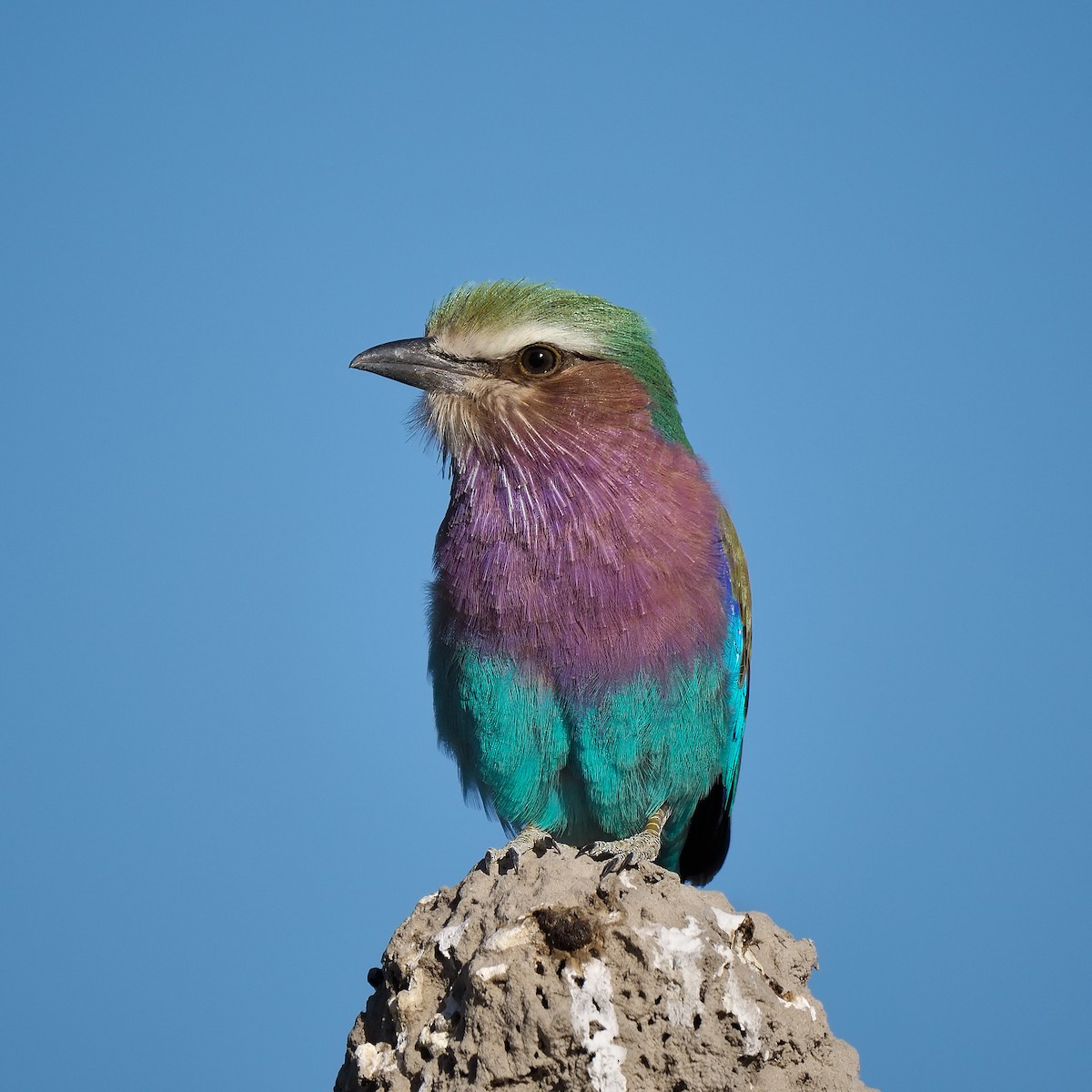 Lilac-breasted Roller - ML620363103