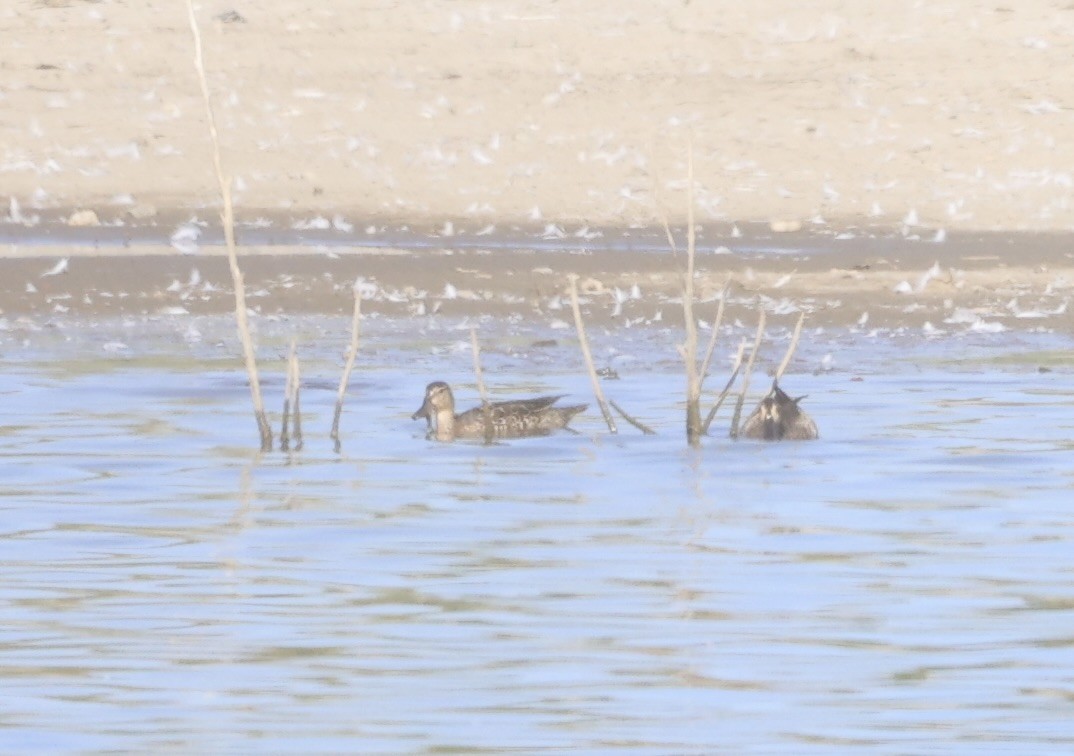 Blue-winged Teal - ML620363115