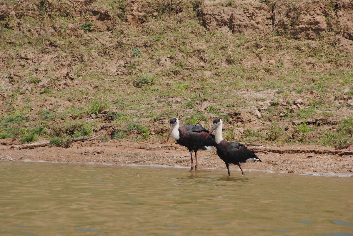 Asian Woolly-necked Stork - ML620363158