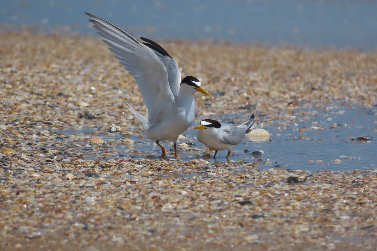 Least Tern - ML620363178