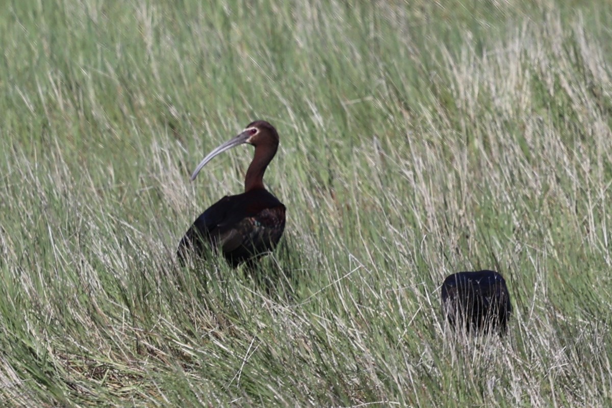 White-faced Ibis - ML620363184