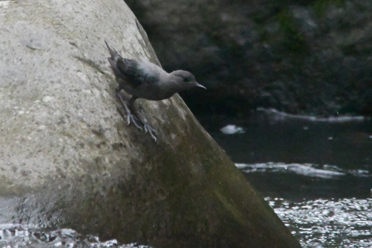 American Dipper - ML620363203