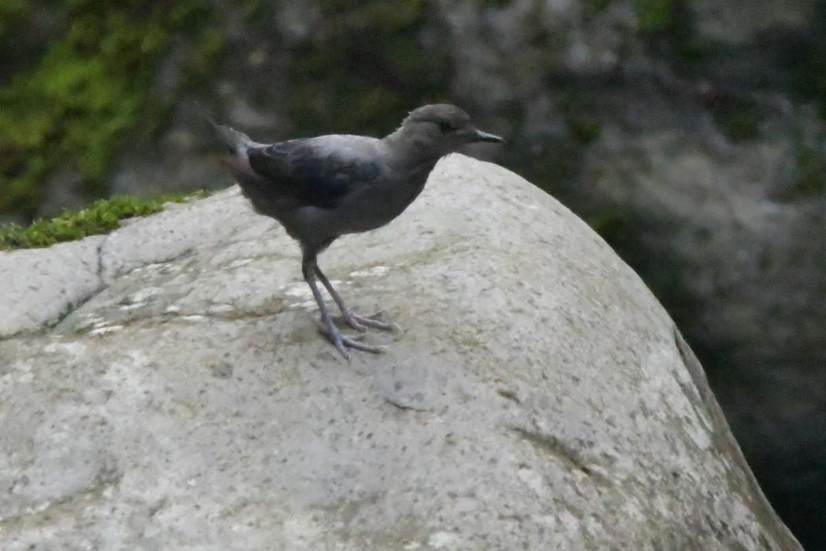 American Dipper - ML620363204