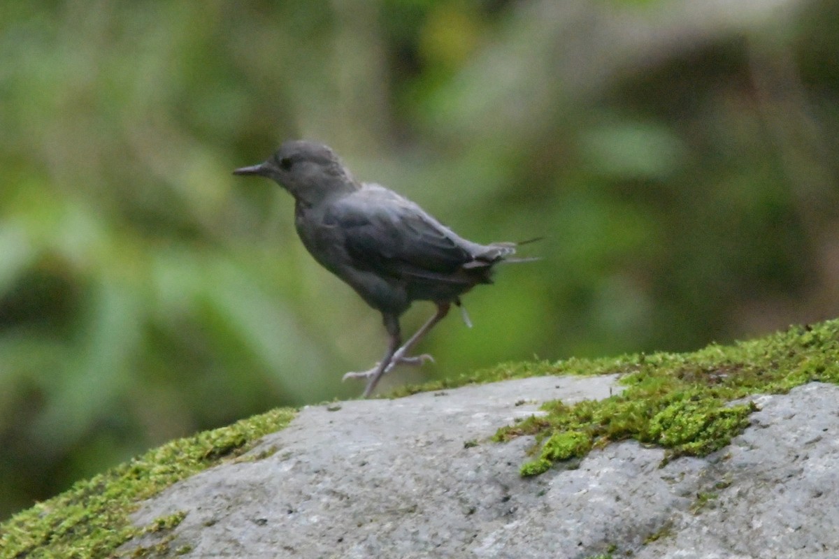 American Dipper - ML620363208