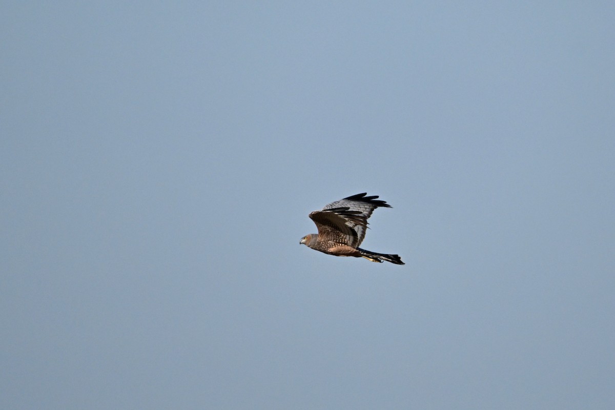 Spotted Harrier - ML620363216