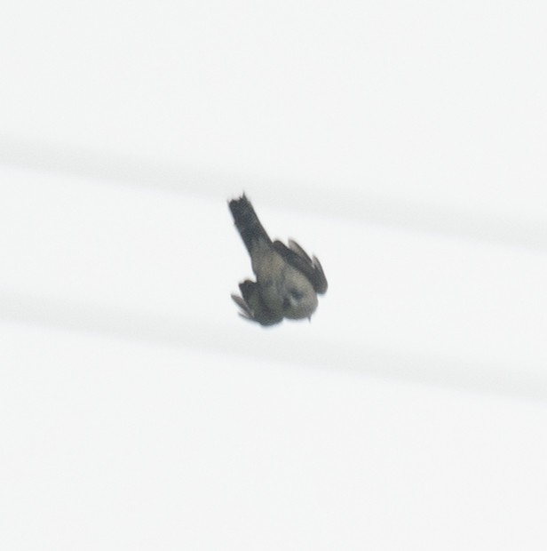 Black-winged Cuckooshrike - ML620363218