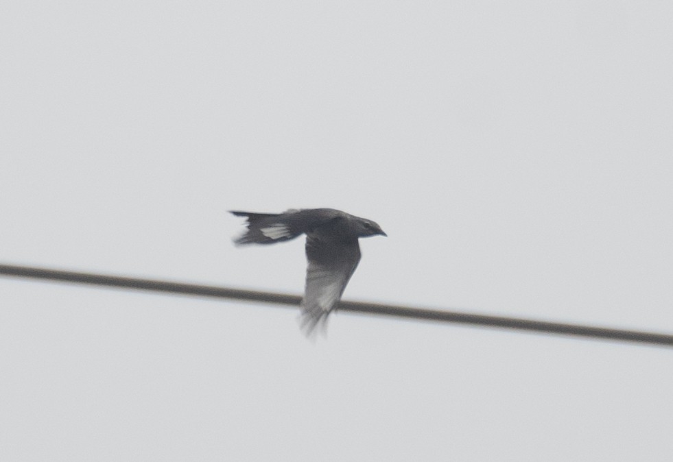 Black-winged Cuckooshrike - ML620363219