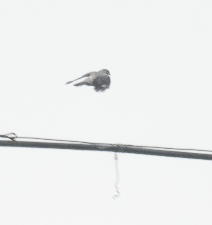 Black-winged Cuckooshrike - ML620363220