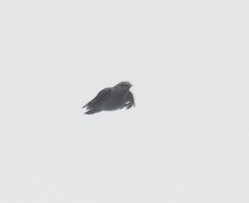 Black-winged Cuckooshrike - ML620363222